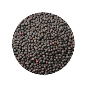 Semințe de Muștar Întregi Negre Brassica Nigra Bio