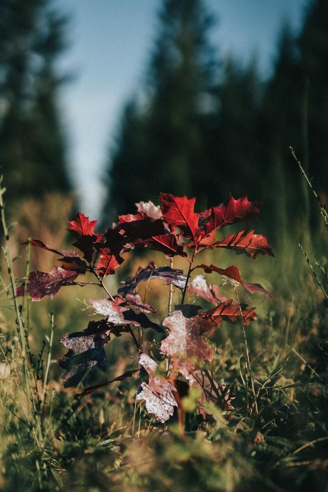 Creșterea biodiversității Biodiversiteit vergroten