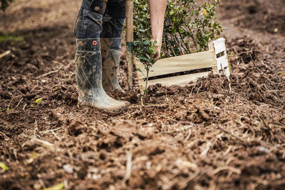 Plantarea copacilor Bomen planten