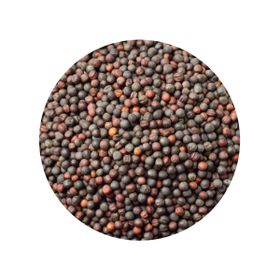 Semințe de Muștar Întregi Maro Sarepta Brassica Juncea Bio